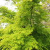 10 Upright GREEN LACELEAF MAPLE Japanese Seiryu Acer Palmatum Dissectum Viridis Tree Seeds