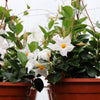5 CHILEAN JASMINE / MANDEVILLA Laxa White Fragrant Flower Vine Seeds