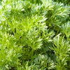 1000 Artemisia Annua Seeds – Sweet Annie Fragrant Herb