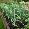500 BROAD LONDON LEEK Allium Porrum Heirloom White & Green Vegetable Seeds