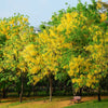 15 GOLDEN SHOWER TREE Gold Rush Yellow Cassia Fistula Flower Seeds
