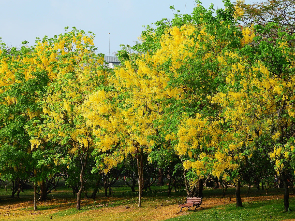 Golden Shower Tree Seeds – Gold Rush Yellow Cassia Fistula Flower – photo 4