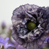 50 Organic AMAZING GREY POPPY Papaver Rhoeas Silvery Gray Flower Seeds