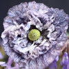 50 Organic AMAZING GREY POPPY Papaver Rhoeas Silvery Gray Flower Seeds