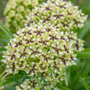 20 Green SPIDER MILKWEED Asclepias Viridis White Purple Monarch Flower Seeds