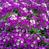 Easter Bonnet Alyssum Seeds – Lobularia Maritima Bright Purple Flower