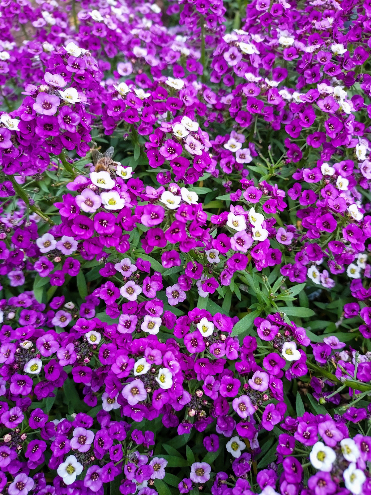 Easter Bonnet Alyssum Seeds – Lobularia Maritima Bright Purple Flower