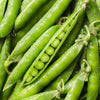 50 GREEN ARROW PEA Heirloom Shelling English Pisum Sativum Vegetable Seeds