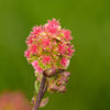 500 SALAD BURNET Sanguisorba Minor Edible Greens Vegetable Herb Flower Seeds