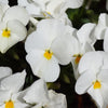 50 WHITE PANSY Clear Crystals Violet Viola Wittrockiana Flower Seeds