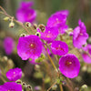 50 RED ROCK PURSLANE ' Ruby Tuesday ' Calandrinia Umbellata Magenta Flower Herb Seeds