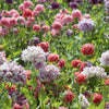 100 Flemish Antique PEONY POPPY MIXED Colors  Papaver Peoniflorum Flower Seeds