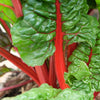 300 RUBY RED SWISS CHARD (Perpetual Spinach) Beta Vulgaris Cicla Vegetable Seeds