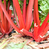 300 RUBY RED SWISS CHARD (Perpetual Spinach) Beta Vulgaris Cicla Vegetable Seeds