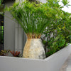 50 UMBRELLA PALM TREE Cyperus Involucratus Papayrus Sedge Seeds