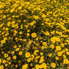 1500 CALIFORNIA SUNSHINE GOLDFIELDS Lasthenia Glabrata Yellow Flower Seeds