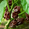 50 Hot BROWN HABANERO PEPPER Capsicum Chinense Seeds
