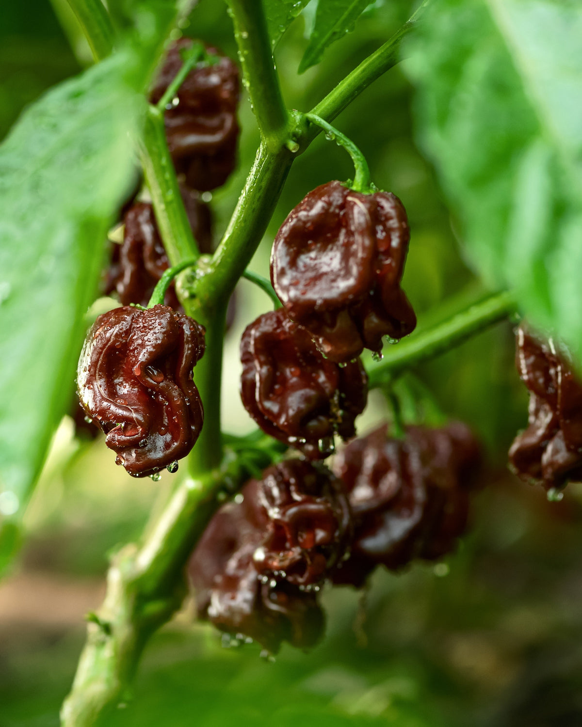 Hot Brown Habanero Pepper Seeds – Capsicum Chinense