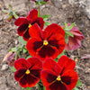 50 RED & BROWN PANSY Swiss Giant Violet Viola Wittrockiana Flower Seeds
