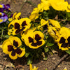 50 YELLOW & BROWN PANSY Swiss Giant Violet Viola Wittrockiana Flower Seeds