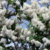 20 WHITE TREE LILAC Hummingbird Flower Fragrant Peking Syringa Pekinensis Seeds
