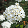 50 White CHINESE SPIREA Spiraea Chinensis Flower Bush Shrub Seeds