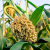 Top 76-6 Sorghum Bicolor Syrup Flour Grain Vegetable Seeds – photo 6