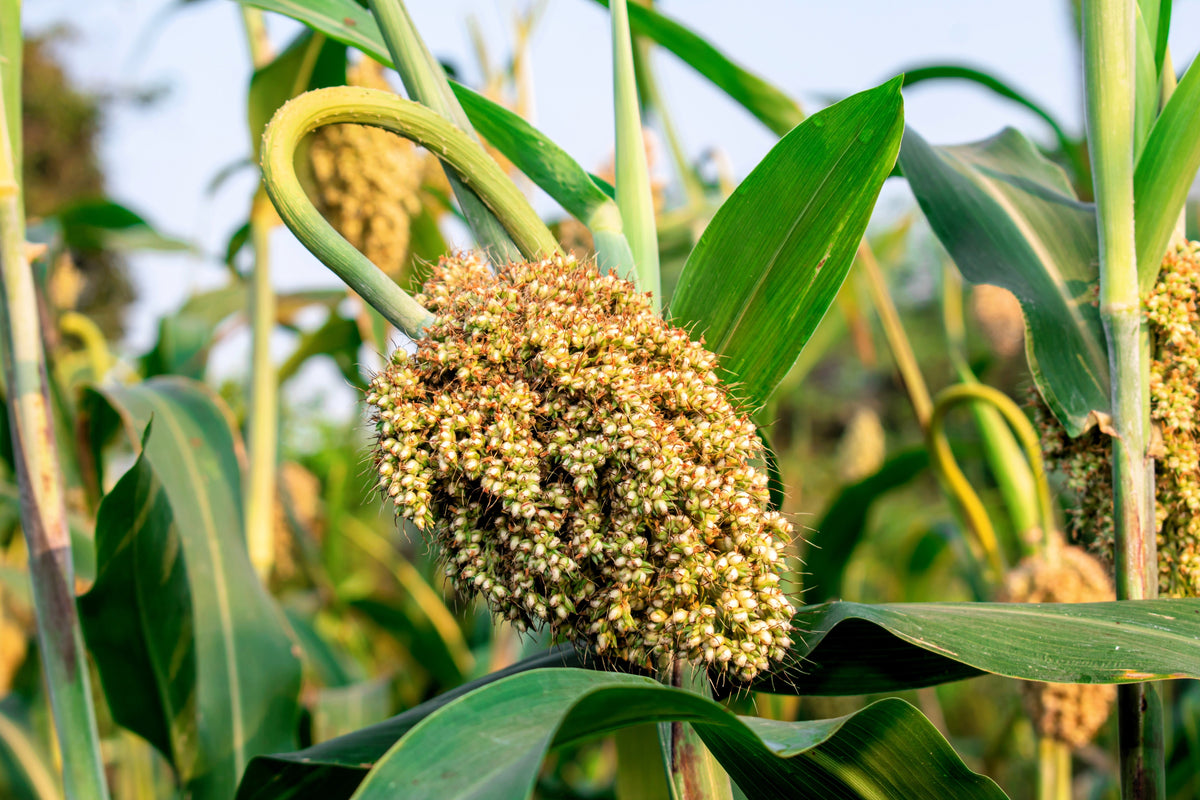 Top 76-6 Sorghum Bicolor Syrup Flour Grain Vegetable Seeds – photo 6