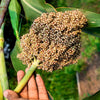 Top 76-6 Sorghum Bicolor Syrup Flour Grain Vegetable Seeds – photo 3