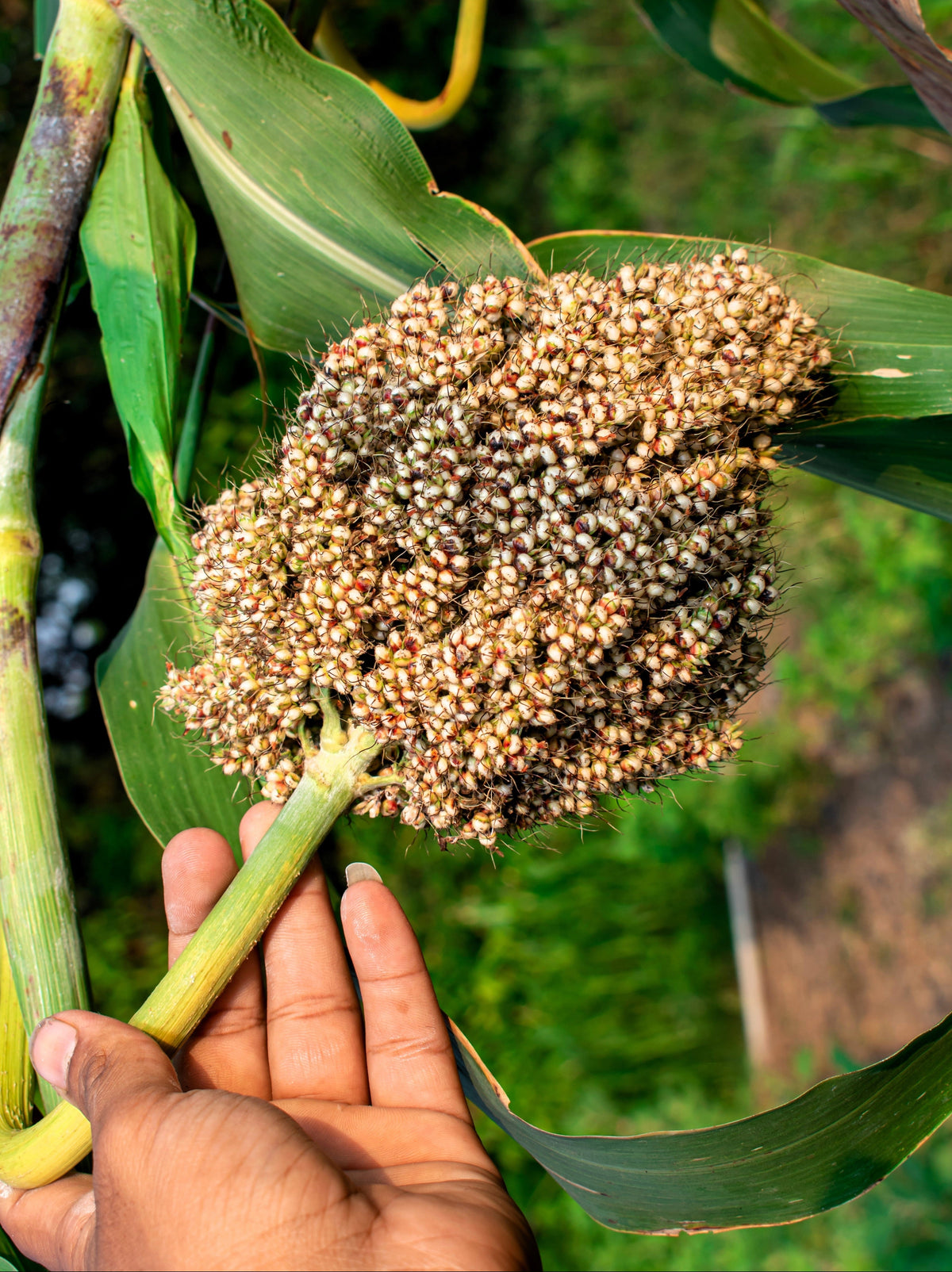 Top 76-6 Sorghum Bicolor Syrup Flour Grain Vegetable Seeds – photo 3