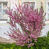5 DWARF RUSSIAN ALMOND Prunus Tenella Rose Red Pink Fragrant Flower Shrub Seeds