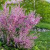 5 DWARF RUSSIAN ALMOND Prunus Tenella Rose Red Pink Fragrant Flower Shrub Seeds