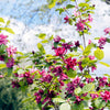 10 SWEETSHRUB Carolina Allspice Fragrant Calycanthus Floridus Shrub Flower Seeds