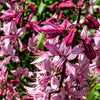 10 GAS PLANT MIX Dictamnus Albus Mixed Colors White Red Pink Lilac Flower Seeds