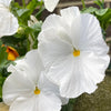50 WHITE PANSY Clear Crystals Violet Viola Wittrockiana Flower Seeds