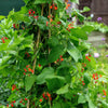 25 SCARLET RUNNER Pole BEAN Ornamental Red Flowers Phaseolus Vulgaris Vegetable Seeds
