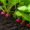 500 SPARKLER WHITE Tip RADISH Sweet European Red Raphanus Sativus Vegetable Seed