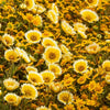 500 TIDY TIPS Layia Platyglossa Native Yellow & White Flower Seeds