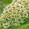 20 Green SPIDER MILKWEED Asclepias Viridis White Purple Monarch Flower Seeds