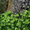 100 MINER'S LETTUCE Winter Purslane Spinach Claytonia Perfoliata Vegetable Seeds