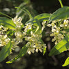 5 CHERRY PRINSEPIA Chinese Sinensis Edible Red Fruit Tree Shrub Flower Seeds