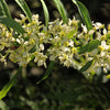 5 CHERRY PRINSEPIA Chinese Sinensis Edible Red Fruit Tree Shrub Flower Seeds