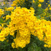 10 TECOMA STANS (Yellow Trumpetbush / Yellow Bells / Yellow Elder / Esperanza) Flower Shrub Bush Seeds