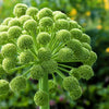 30 ANGELICA Archangelica Officinalis Edible Archangel / Holy Ghost Herb Seeds