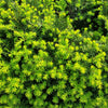 10 ENGLISH YEW Taxus Baccata Tree Shrub Conifer Sun or Shade Red Ornamental Berry Seeds