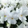 50 WHITE PANSY Clear Crystals Violet Viola Wittrockiana Flower Seeds