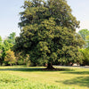 10 SOUTHERN MAGNOLIA TREE 12" White Flowers Native Grandiflora Bull Bay Seeds