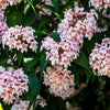 10 BEAUTY BUSH SHRUB Beautybush Kolkwitzia Amabilis Pink & White Flower Red Berry Seeds