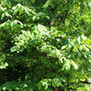 5 PAW PAW Fruit TREE Indian Banana Asimina Triloba Flower Seeds