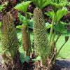 10 GUNNERA MANICATA 6' Leaves! Giant Rhubarb Dinosaur Plant Moist Shade Red Flower Seeds